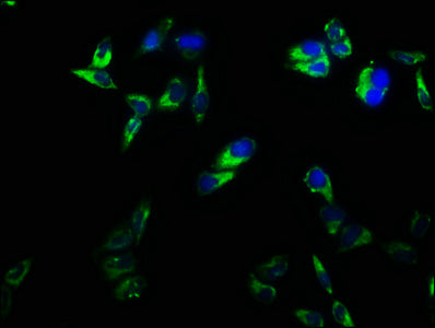 CD2 Antibody