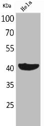 PPID Antibody