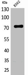 FAF1 Antibody