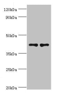 CD33 Antibody