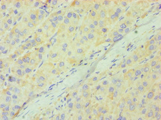 CD33 Antibody