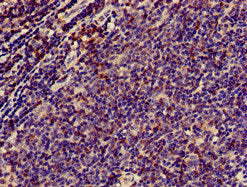 CD3E Antibody