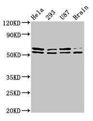 CD3EAP Antibody