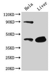 CD46 Antibody