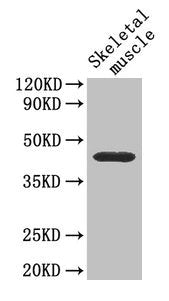 Cd46 Antibody