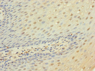 CD53 Antibody