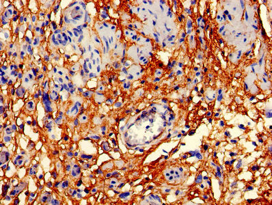 CD59 Antibody