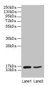CD59 Antibody
