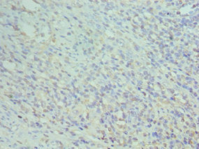 CD74 Antibody