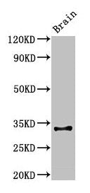 Cd74 Antibody
