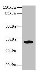 Cd74 Antibody