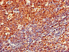 CD79A Antibody