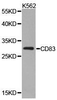 CD83 Antibody