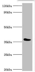 CD84 Antibody