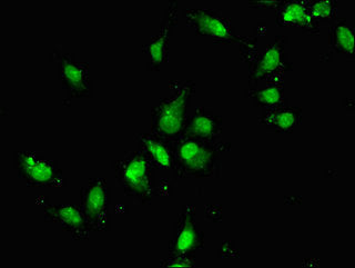 CDC27 Antibody