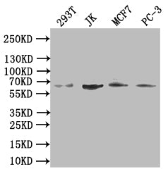 CDC45 Antibody