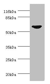 CDC7 Antibody