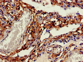 CDH11 Antibody