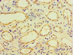 CDH11 Antibody