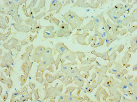 CDH13 Antibody