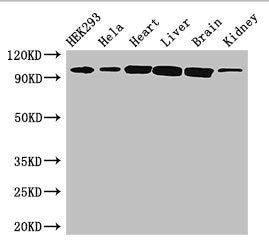 CDH2 Antibody