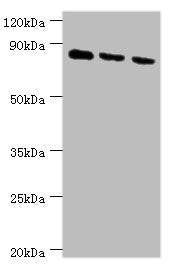 CDH6 Antibody