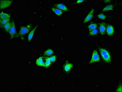 CDH8 Antibody