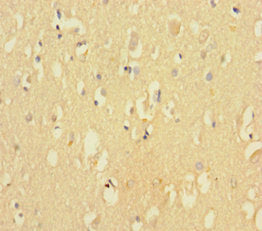 CDK2AP2 Antibody