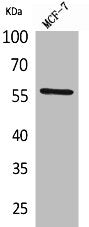 ACVRL1 Antibody