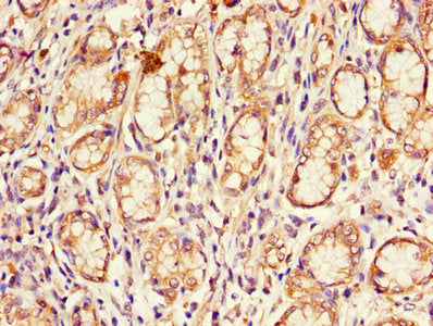 CDKN2B Antibody