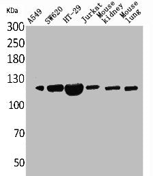 PROM1 Antibody
