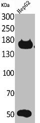 ROCK2 Antibody