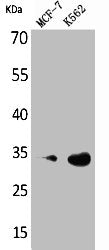 CDK4 Antibody