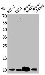 DBI Antibody