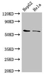 CDT1 Antibody