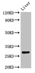 CDX1 Antibody