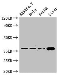 CDX4 Antibody