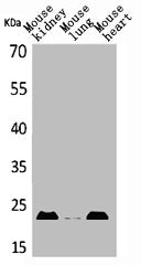 ADM Antibody