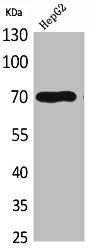 GPC3 Antibody