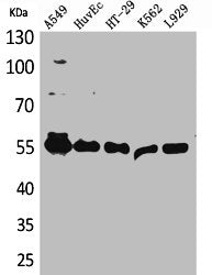 FSCN1 Antibody