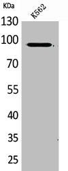 MCM3 Antibody