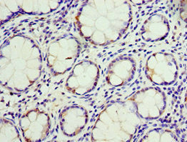 CEACAM3 Antibody