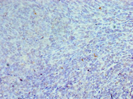 CEBPG Antibody