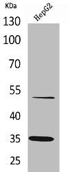 TFPI Antibody