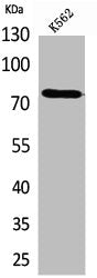 TF Antibody