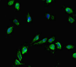 CENPA Antibody