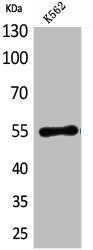 CD55 Antibody