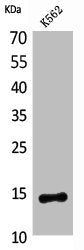 CD59 Antibody