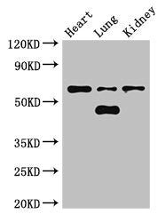 CERK Antibody