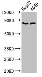 Cfb Antibody